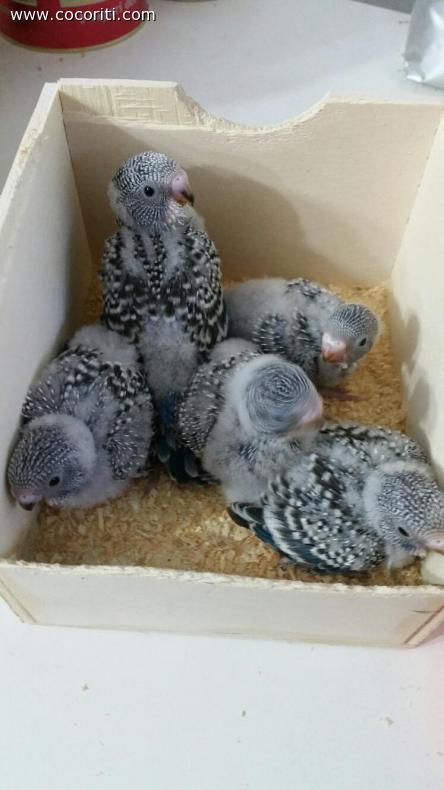 Piccoli crescono