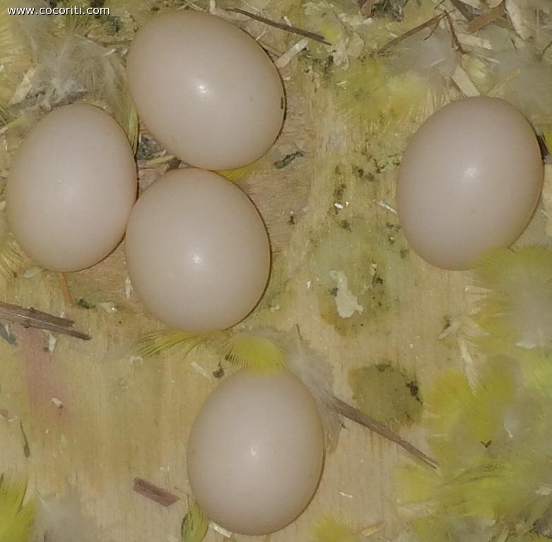 5 uova, mi potete dire quali sono feconde?