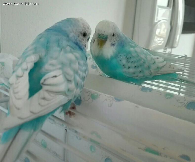 Blu
