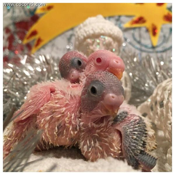 BUON NATALE