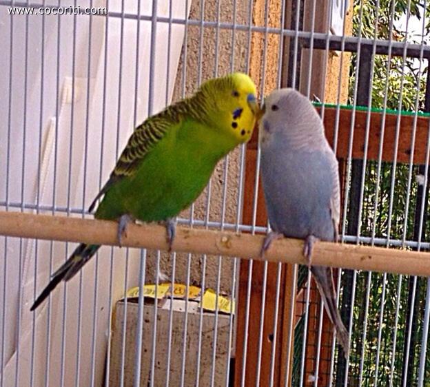 coccoloni