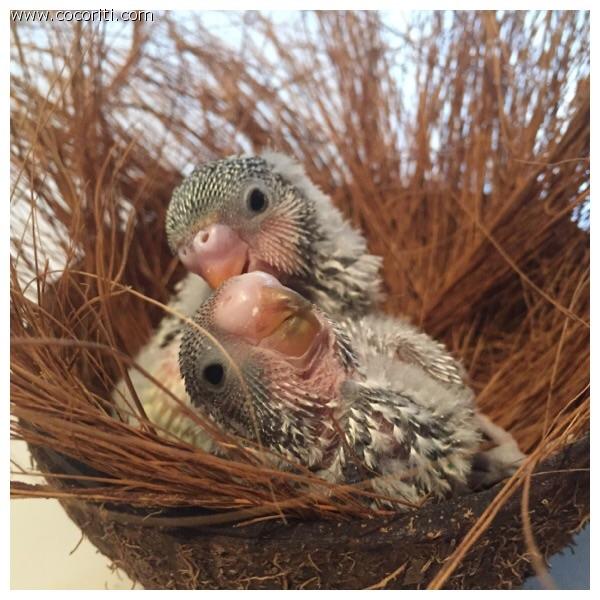 Due piccoli di Saphira e Cielo