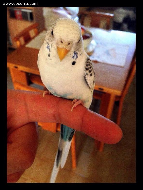 Pino !!