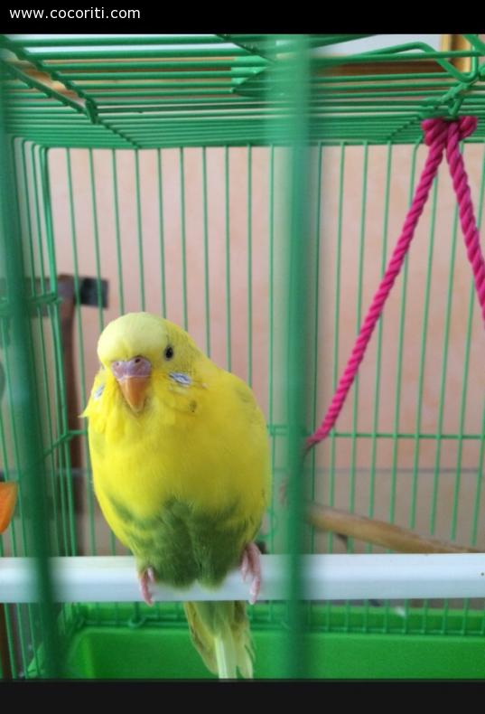 Mojito