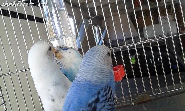 Fratellini coccolini.