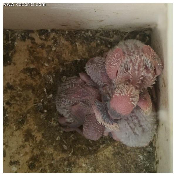 Piccoli pezzato crescono
