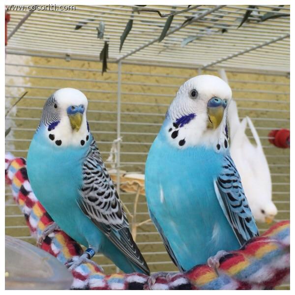 Finocchio e Blu