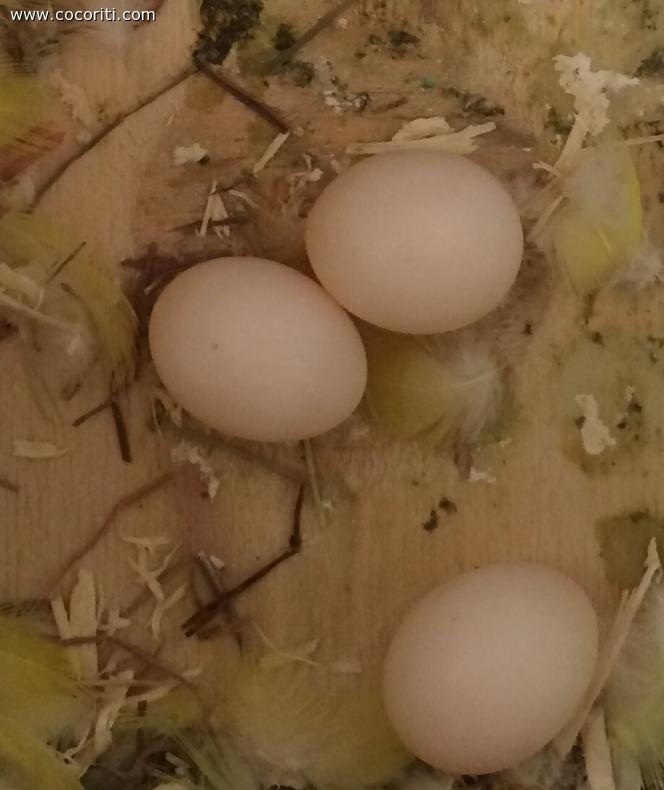 Ovetti