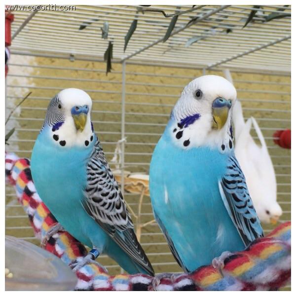 Blu e Finocchio
