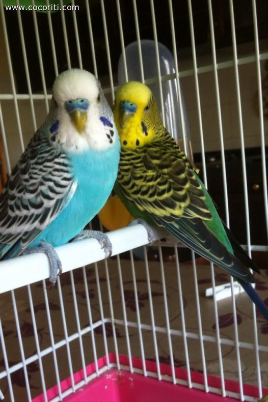 Annibale e Leonardo