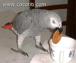 il mi coco