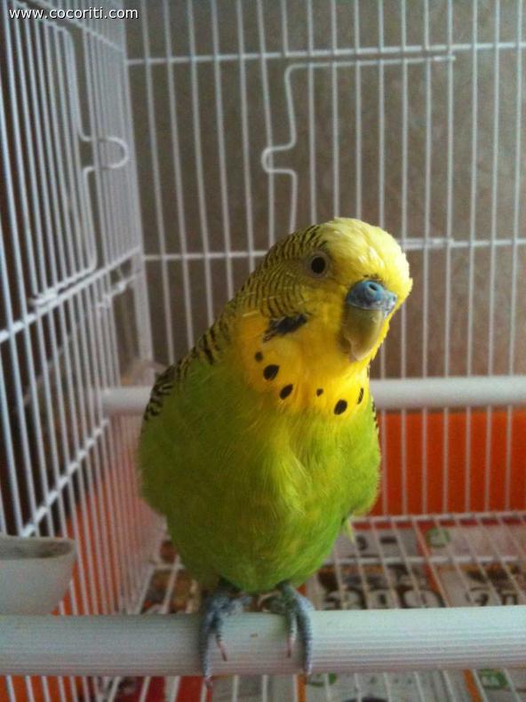 Pedro