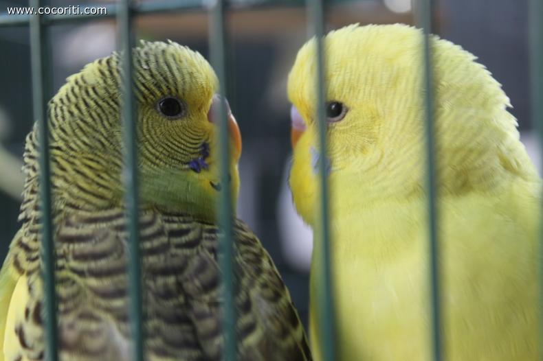 Pepa&Peppe