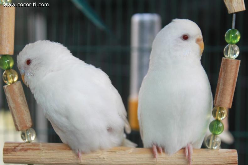 White & Bianco