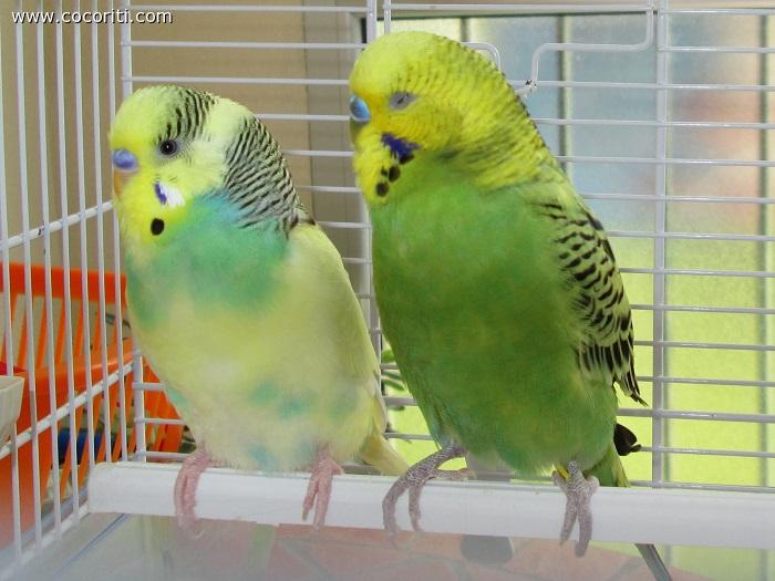che colori!