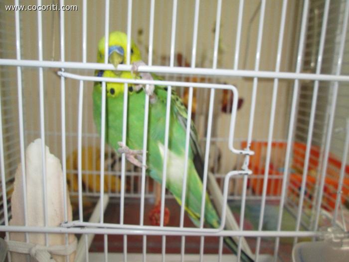 Green appeso!