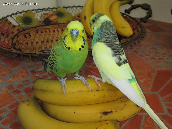 sulle banane!