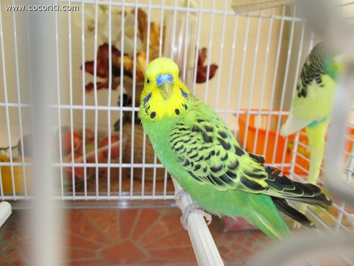 il mio bellissimo Green