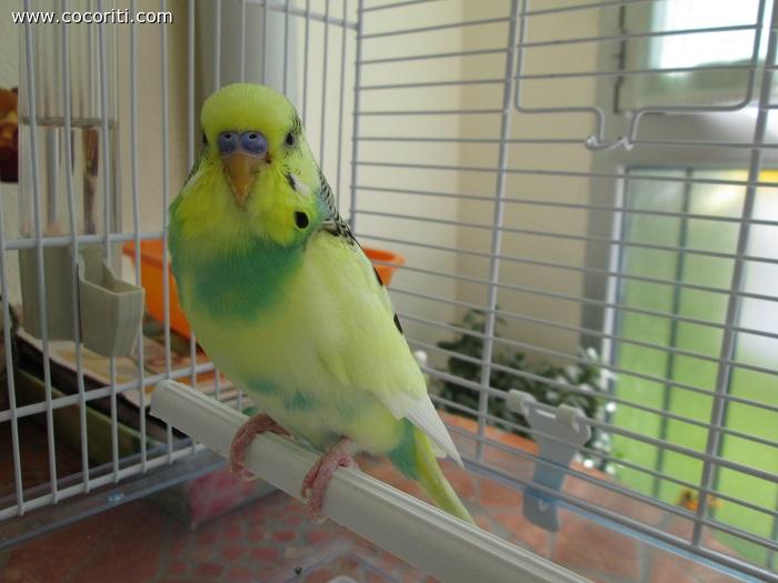 Nuvolone!