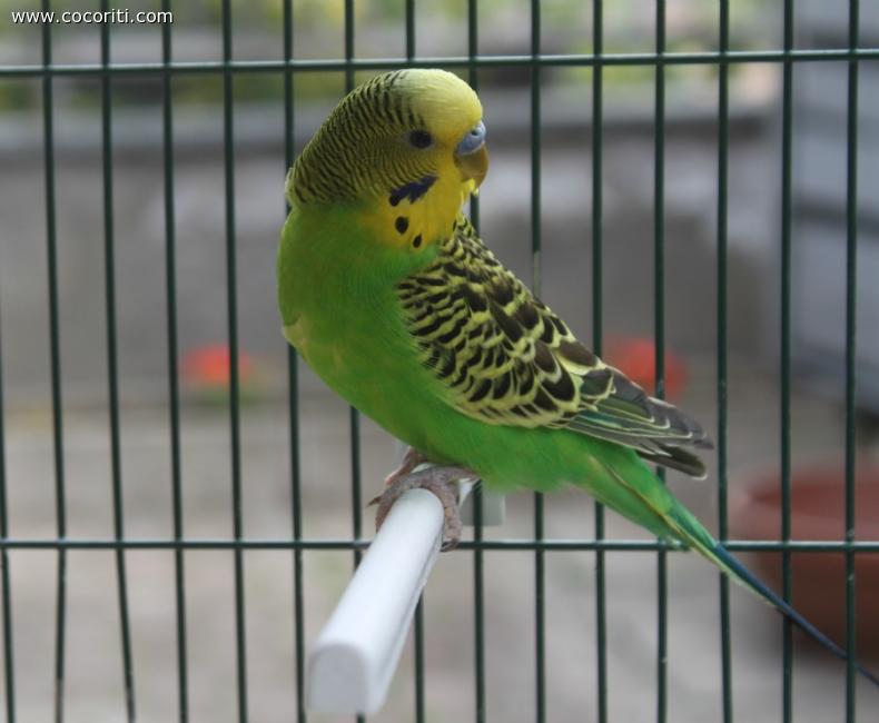 Cosimo junior