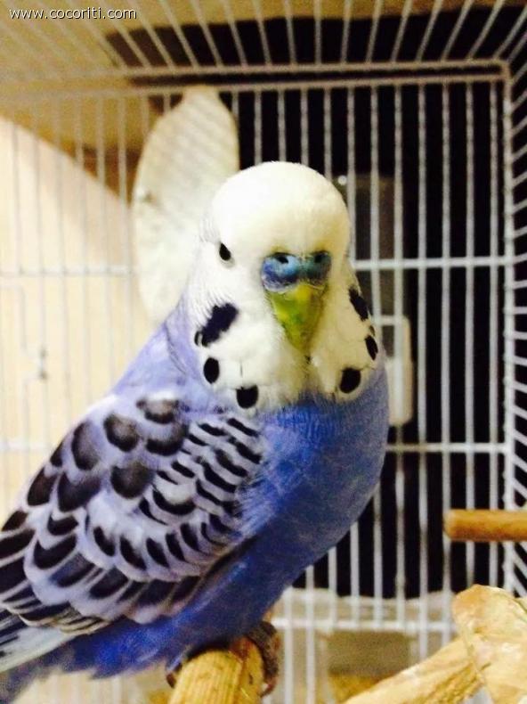 Romeo