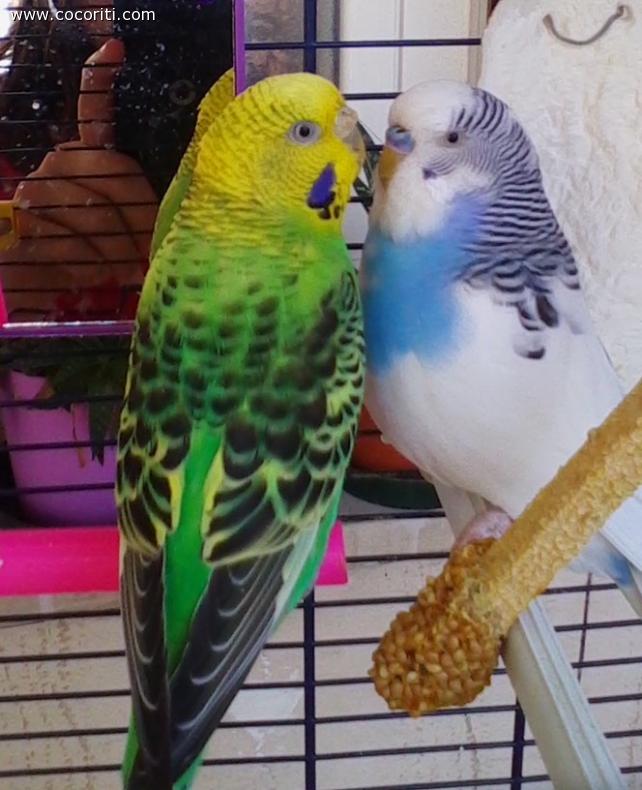coco♡