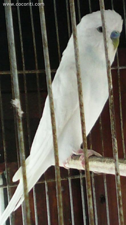 spangle df 2