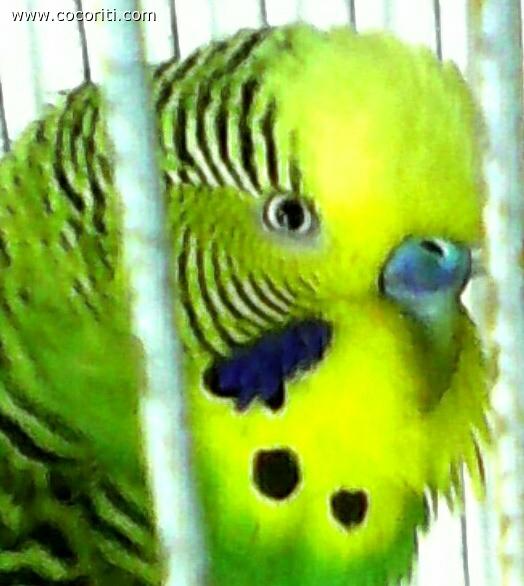 il mio ancestale :)