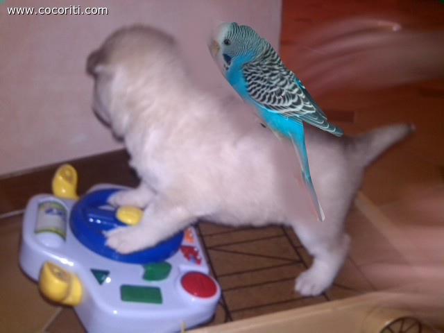 Coco con un cucciolo di Husky