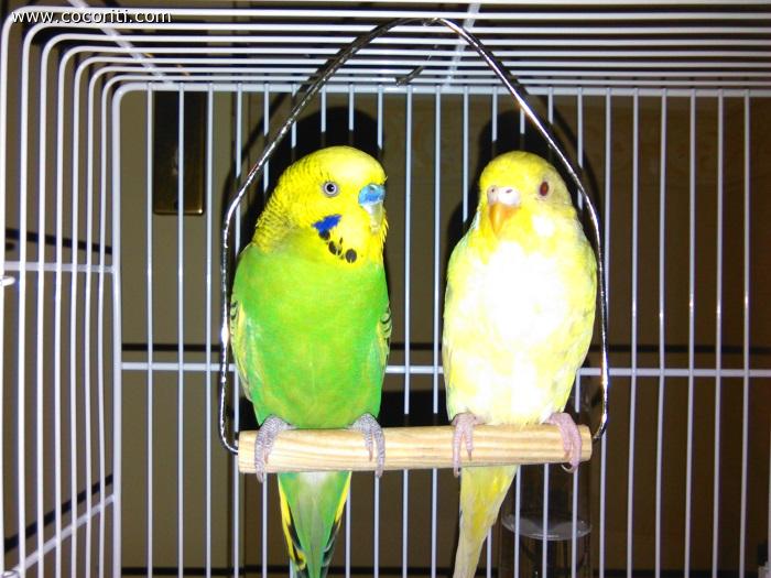 stellina e green