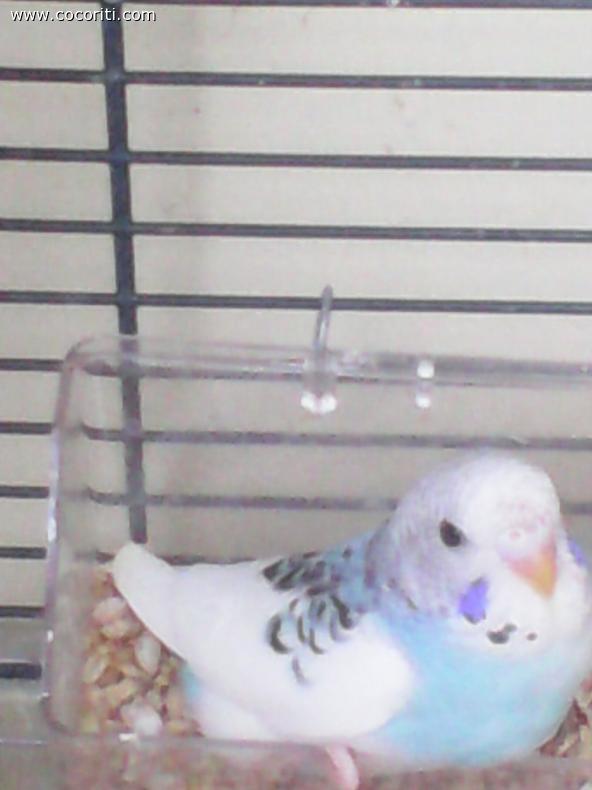 Pigro