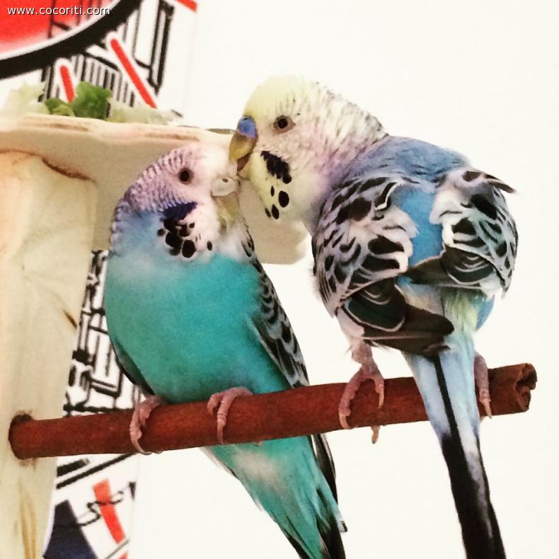 Pepito e pepita