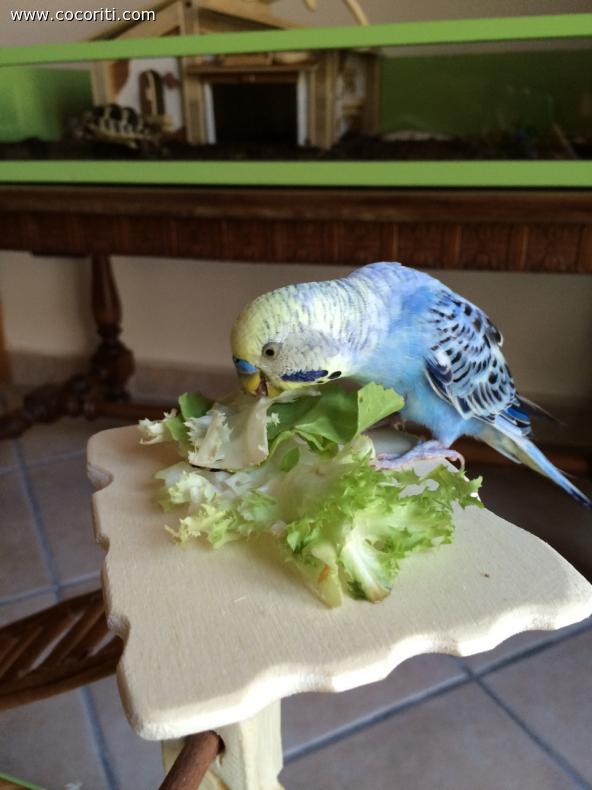 Pepito