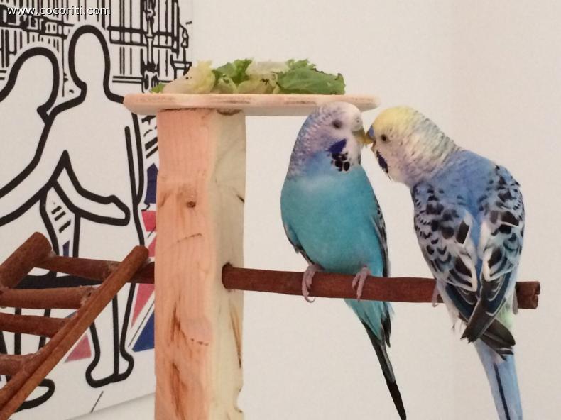 Pepito e pepita
