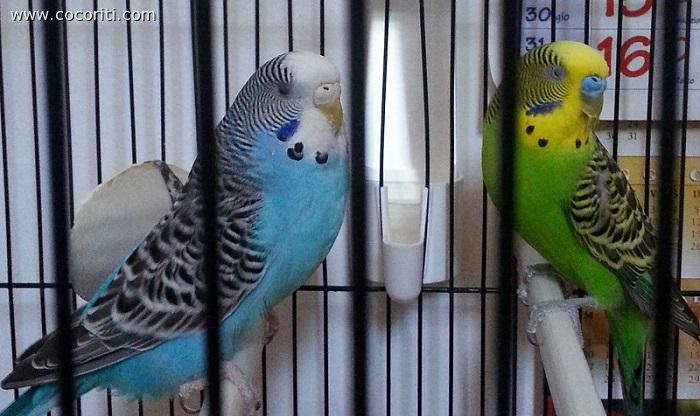Kiwi&Kiki