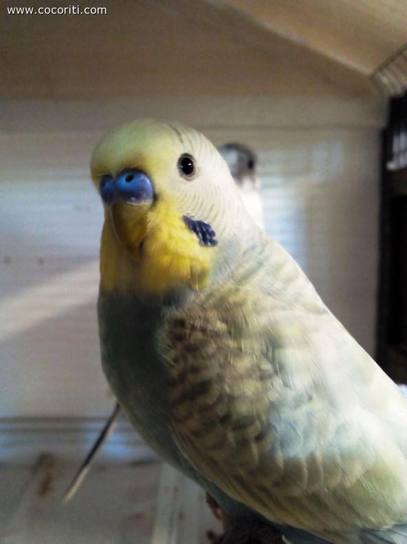 junior