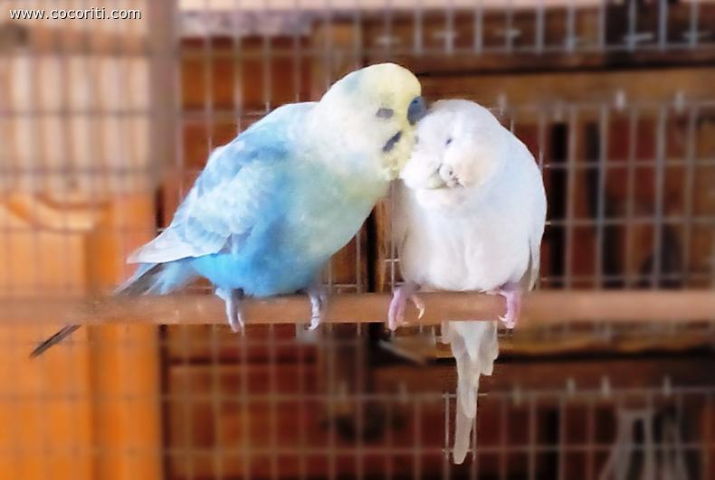 amore nell'aria :D
