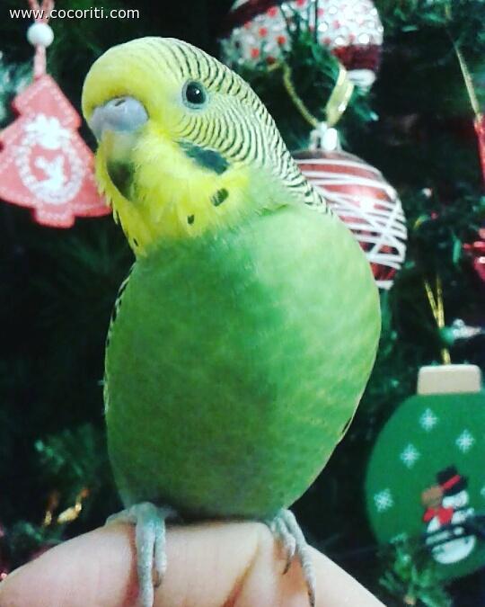 Christmas time