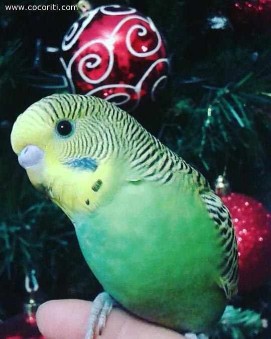 Christmas tree