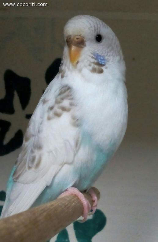 Cannella