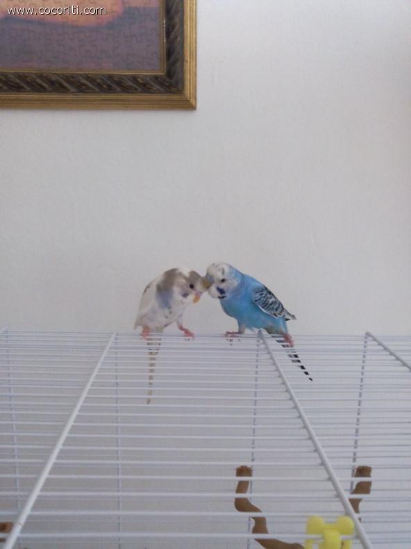 Spike e Nuvola