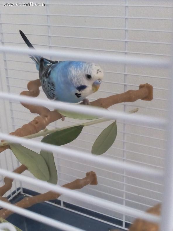 Spike e il rametto d'ulivo