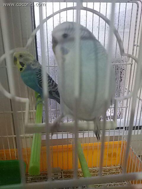 I miei piccoli