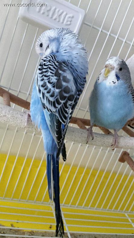 Oggi Prince ਠpi๠vanitoso del solito à°Å¸Ëâ