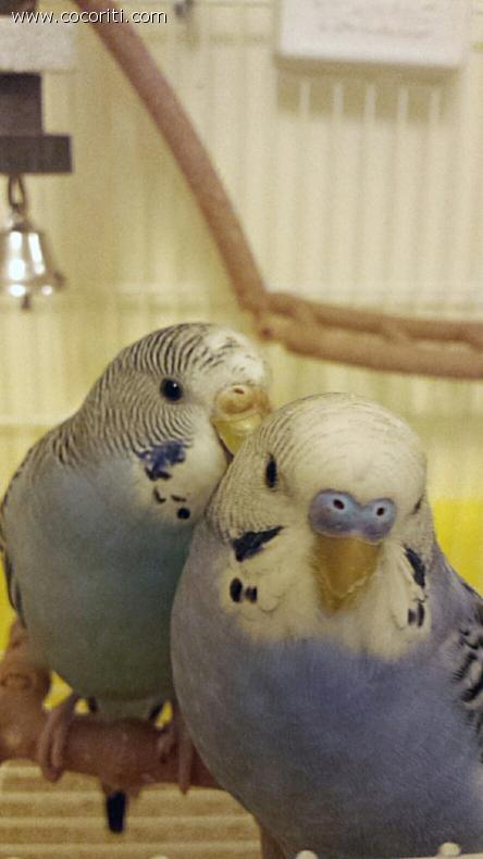 Love love love à°Å¸ËË