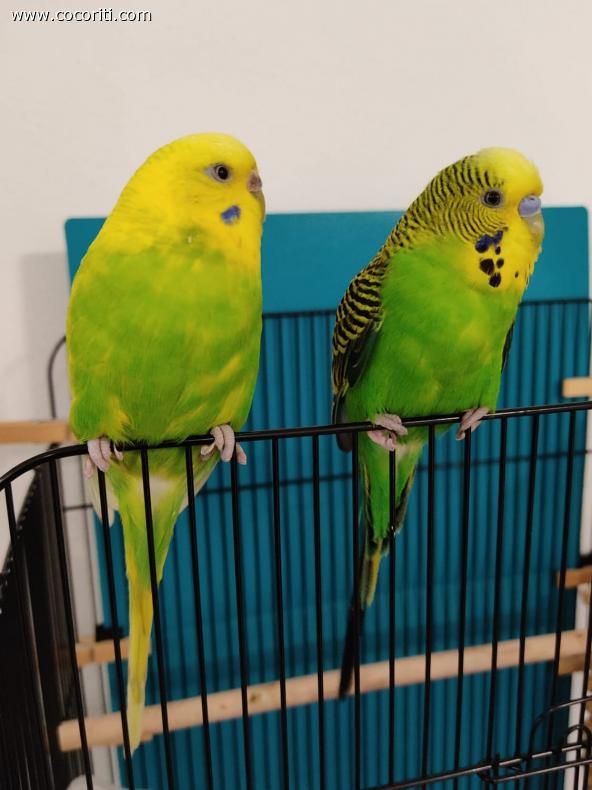Falco e Gimmy