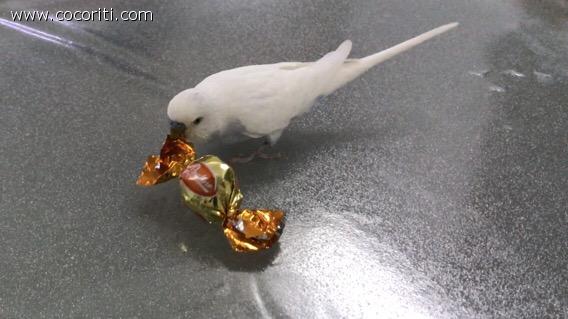 Giocherellone