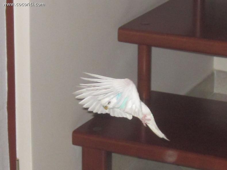 in volo