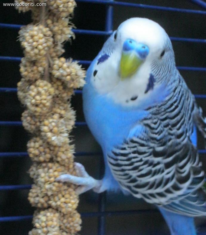 Nettuno,ma le spighe di panico non ci piacciono per niente vero?!