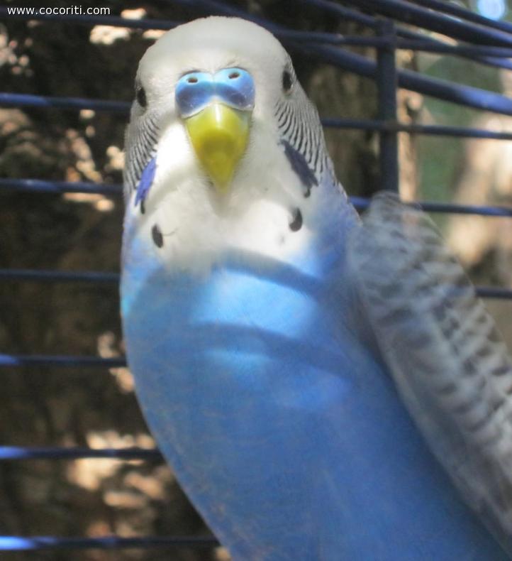 Nettuno**
